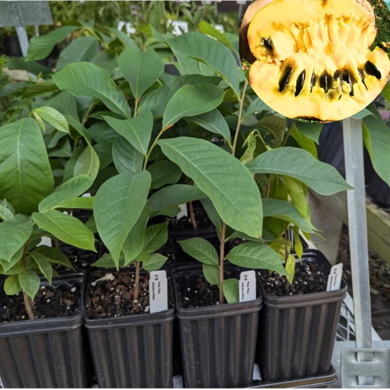 Pawpaw Trees: 2 Live Paw Paw Plant Starters - Asimina Triloba - Hardy Fruit Trees