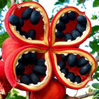 Peanut Tree Live Plant Starter 4-6 Inches - Grow Your Own Peanuts