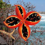 Peanut Tree Plant - Live Outdoor Planting - 4-6 Inches - Grow Your Own Peanuts