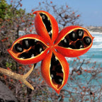 Hardy Peanut Tree Plant Live 4-6in for Container Gardens