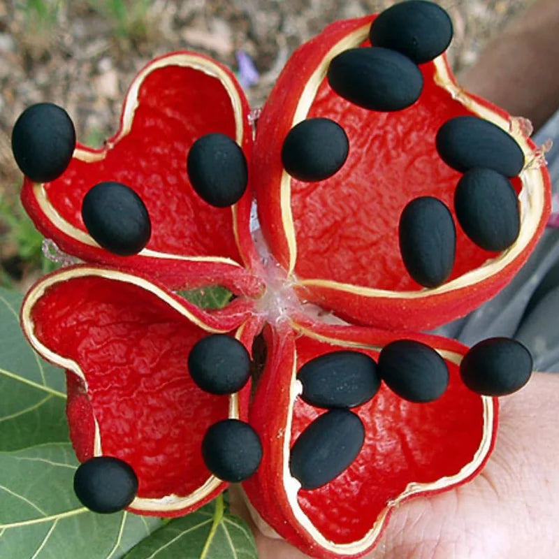 Peanut Tree Plant - Live Outdoor Planting - 4-6 Inches - Grow Your Own Peanuts