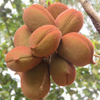Peanut Tree Plant - Live Outdoor Planting - 4-6 Inches - Grow Your Own Peanuts
