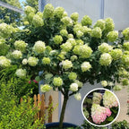 3 White Pee Gee Hydrangea Trees Set 3 Bare Roots, Flowers Hydrangea for Planting, Hardy Hydrangea Bush, Zone 5 to 9, Change Color Hydrangea Shrub