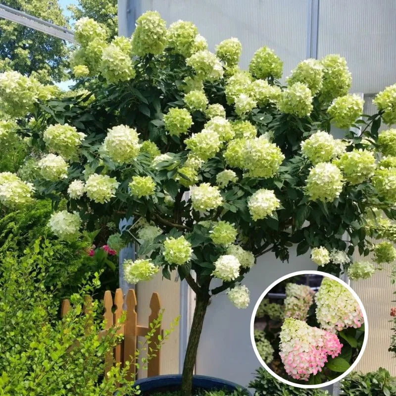 3 White Pee Gee Hydrangea Trees Set 3 Bare Roots, Flowers Hydrangea for Planting, Hardy Hydrangea Bush, Zone 5 to 9, Change Color Hydrangea Shrub