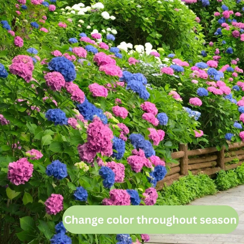 Blue to Pink Purple Hydrangea Trees Set 5 Bare Roots, Change Color Hydrangea Shrub, Flowers Hydrangea for Planting, Hardy Hydrangea Bush, Zone 5 to 9