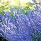 Perennial Salvia Plants Live - 4 Inch Pot, Sage Plants, Russian Sage