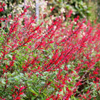 Perennial Salvia Plants - Live Pineapple Sage in 4 Inch Pot - 2 Plants