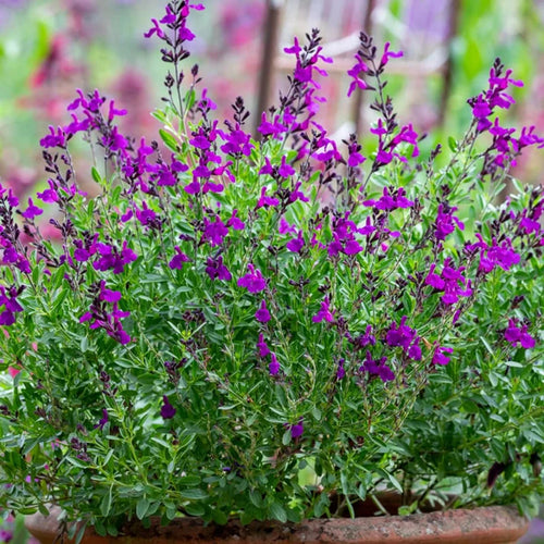 Perennial Salvia Plants - Live Sage in 4 Inch Pot - Violet Purple Blue Flowers