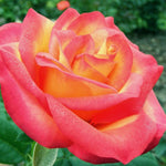 Perfect Moment Rose Bush