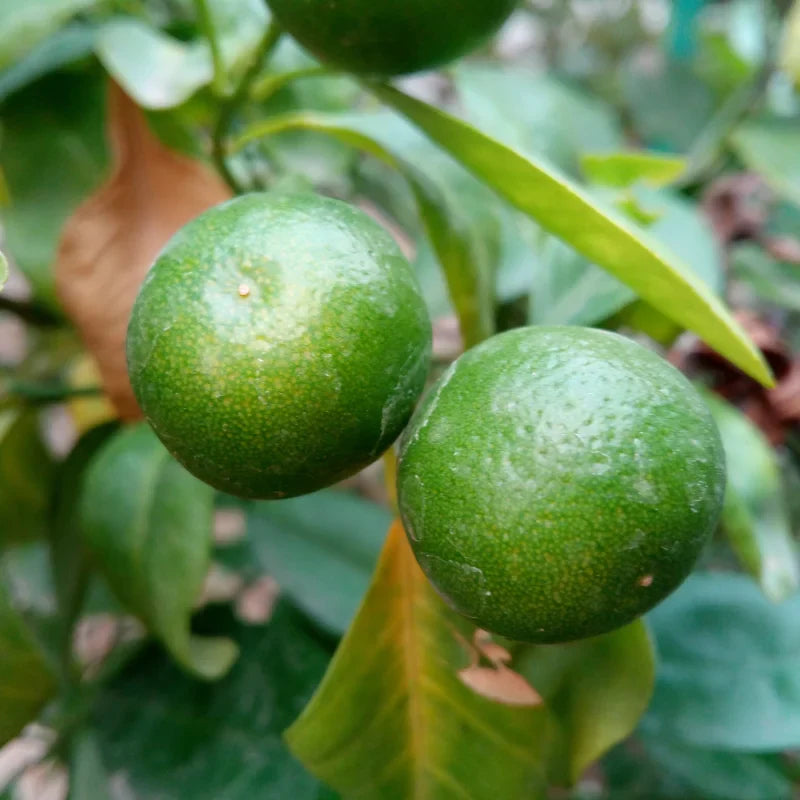 Persian Lime Tree, Lime Lemon Tree, Lime Plant, Grafted Lime Tree 2-3 Feet Tall, Large Pot For Garden No Ship To CA