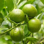 Persian Lime Tree, Live Grafted Persian Lime Tree, Fruit Tree Live Plant - 1 Gallon Pot, 2 Feet Tall