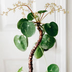 Pilea Peperomioides Money Plant - 5 Inch Live Houseplant for Home Decor