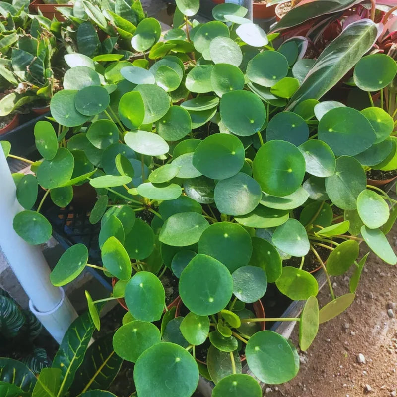 Pilea Peperomioides Plant 2-Pack - Money Plant Live - 2 Inch Potted Houseplant