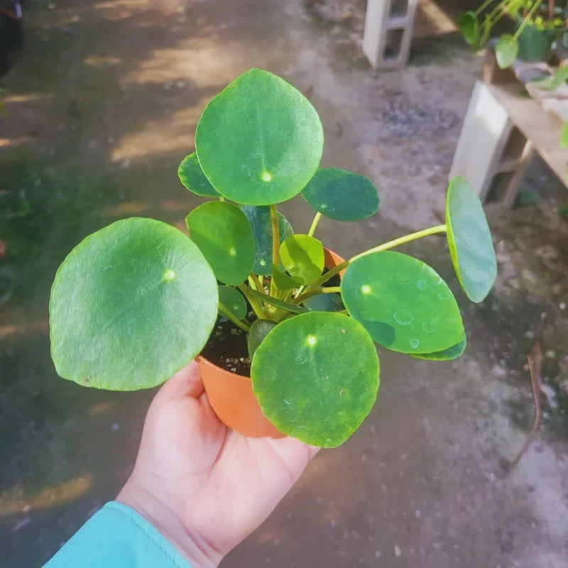 Money Plant Live 2-Pack - Pilea Peperomioides Plant 4 Inch Pot Easy House Plant
