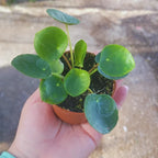 Money Plant Live Pilea Peperomioides Plant 4 Inch Pot Indoor Gardening