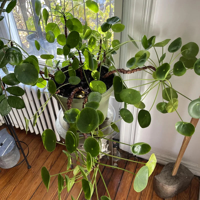 Pilea Peperomioides Plant - Indoor Money Tree - 2.5 Inch Pot Live Plant