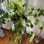 Pilea Peperomioides Plant - Indoor Money Tree - 2.5 Inch Pot Live Plant