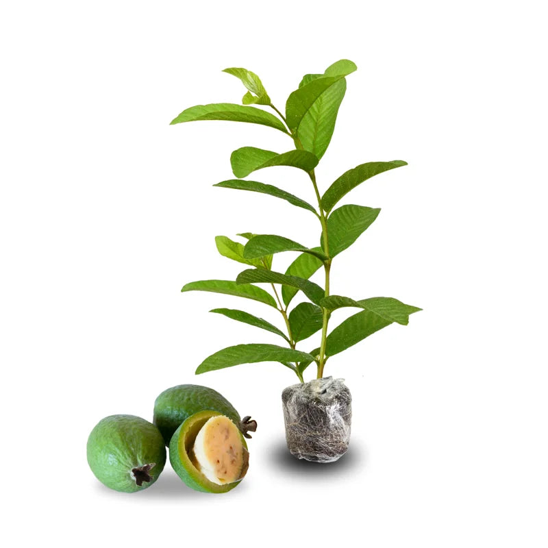 Pineapple Guava Tree Live Plant Tropical Fruit Tree 5-9 Inches