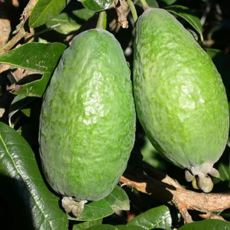 Pineapple Guava Trees Live Plants - 5 to 9 Inches Tall - Tropical Fruit