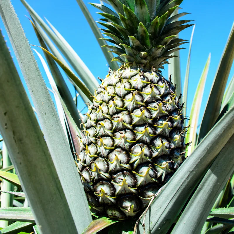 Pineapple Plants Starter 5 Inch Tall Live Fruit Trees
