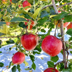 Pink Apple Tree Live Plant - 12-18 Inch Bare Root Apple Fruit Tree for Garden
