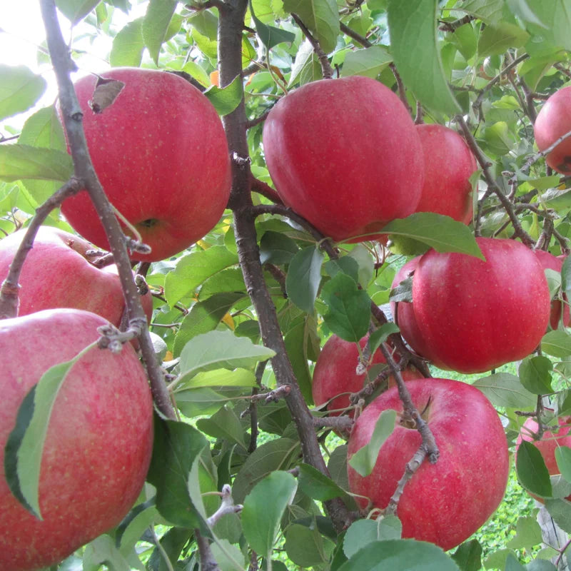 Apple Tree Plant - Pink Apple Tree, 2-3 Ft Bare Root Fruit Tree