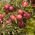 Apple Tree Live Plant - Pink Apple Tree 2-3 Feet Tall - Fresh Fruit