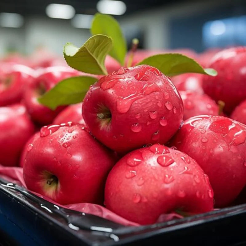 Apple Tree Live Plant - Pink Apple Tree 2-3 Feet Tall - Fresh Fruit