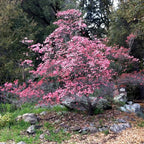 Pink Dogwood Plant Live Tree, 10 to 16 Inches In Tall In Quart Pot, Zones 5-9, Dormant In Winter