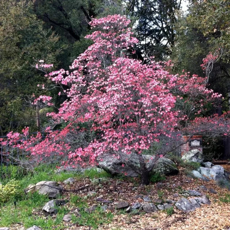 Pink Dogwood Plant Live Tree, 10 to 16 Inches In Tall In Quart Pot, Zones 5-9, Dormant In Winter