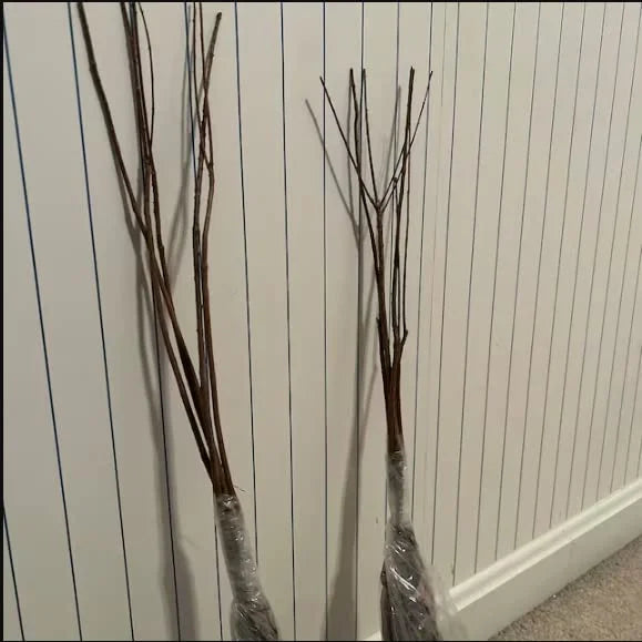 White Dogwood Trees Set of 10 - 1 to 1.5 Ft, Dogwood Trees Live Plant, White Flowering Dogwood Tree Seedling, Dormant, No Leaf, Bare Root