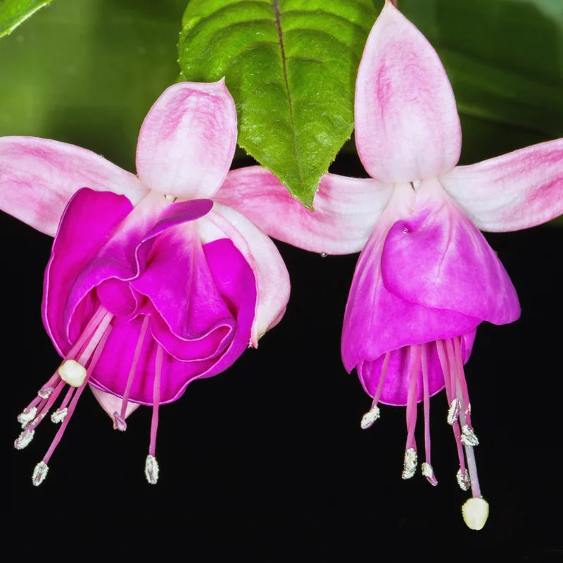 Fuchsia Live Plants - 3 Pack Pink Flowering Ornamental Plants