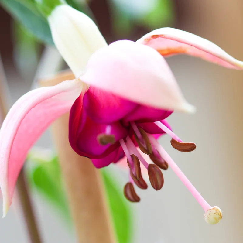 Pink Fuchsia Plant Set - Ornamental Flowering Plant 3-5 Inches for Gardening
