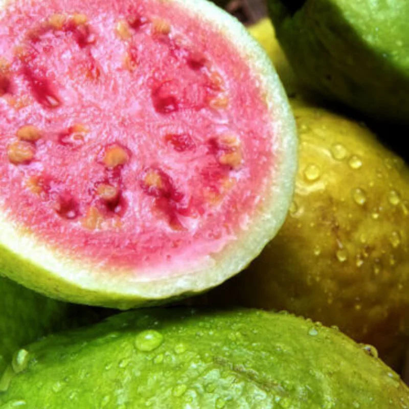 Pink Guava Tree Live Plant, Tropical Guava Fruit Tree for Planting Garden Indoor Outdoor 4" to 7" Tall