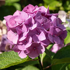 Hydrangea Plant Live, Hydrangea Shrub Bush, Hydrangea Live Plant for House Planting, Outdoor Hydrangea, 4-8" Tall, No Pot, Pink Color