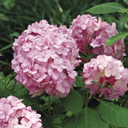 Hydrangea Plant Live, Hydrangea Shrub Bush, Hydrangea Live Plant for House Planting, Outdoor Hydrangea, 4-8" Tall, No Pot, Pink Color