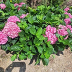 Hydrangea Plant Live, Hydrangea Shrub Bush, Hydrangea Live Plant for House Planting, Outdoor Hydrangea, 4-8" Tall, No Pot, Pink Color