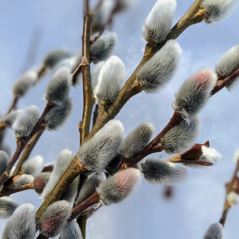 Pussy Willow Cuttings Pack - 20 Fresh Willow Branches 8-10 inch for Planting