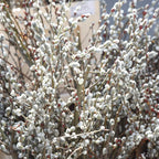 Pink Pussy Willow Cuttings Pack - 3 Unrooted Starts 8-10 Inch - Spring Planting