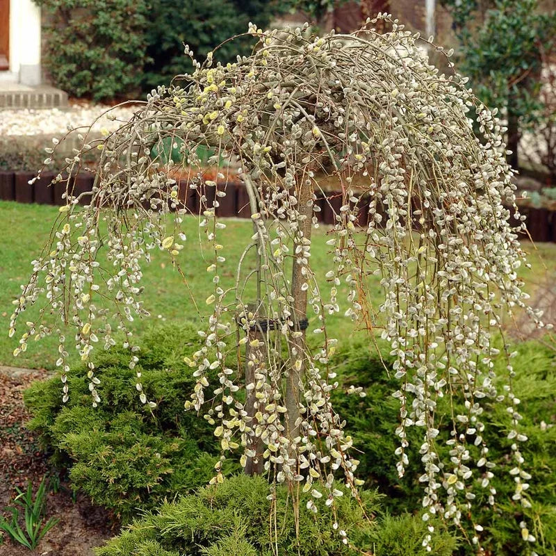 Pink Pussy Willow Cuttings Pack - 3 Unrooted Starts 8-10 Inch - Spring Planting
