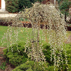 Pink Pussy Willow Cuttings Pack - 3 Unrooted Starts 8-10 Inch - Spring Planting
