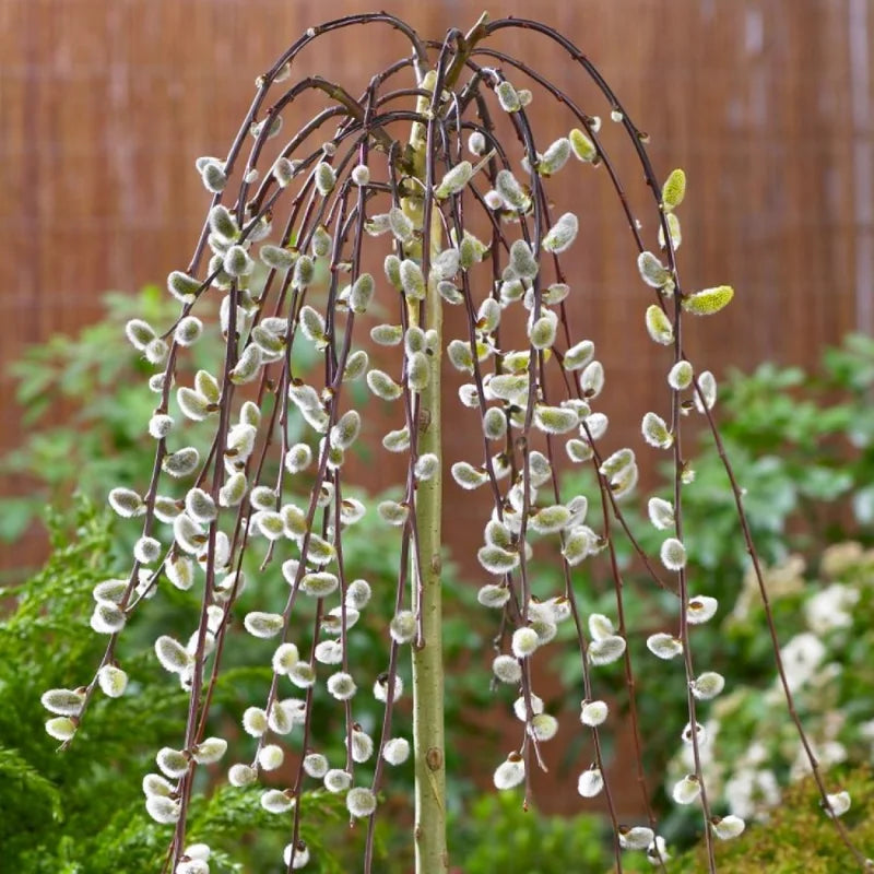 Pink Pussy Willow Cuttings Pack - 5 Stems, 8-10 Inch, Ornamental Shrub