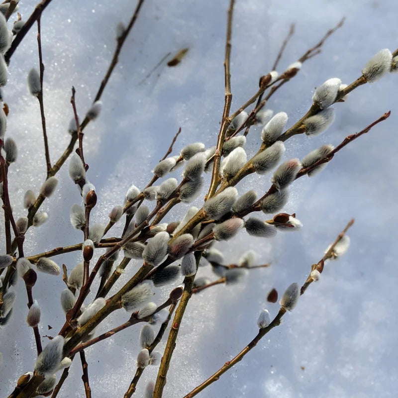 Pussy Willow Cuttings Pack - 20 Fresh Willow Branches 8-10 inch for Planting