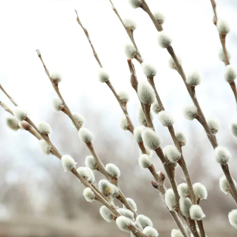 Pink Pussy Willow Cuttings Pack - 5 Stems, 8-10 Inch, Ornamental Shrub