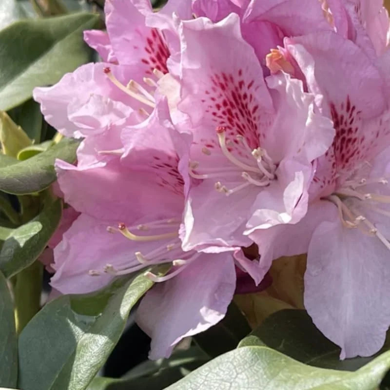 Pink Reddish Rhododendron Azalea Plant Live Bushes - Ready to Plant - Full Sun Outdoor