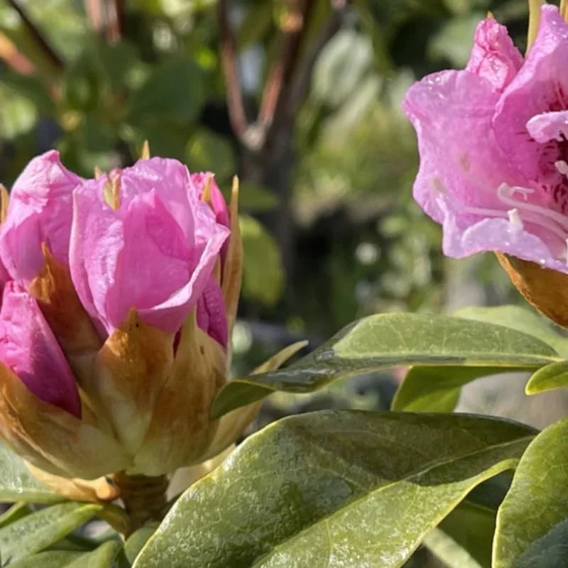 Pink Reddish Rhododendron Azalea Plant Live Bushes - Ready to Plant - Full Sun Outdoor