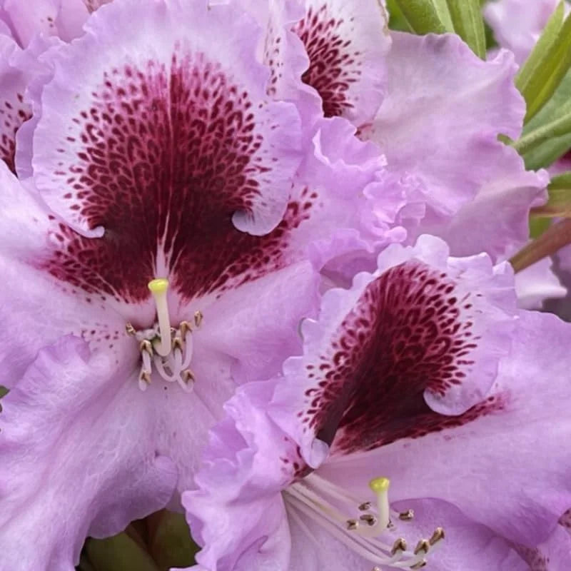 Pink Rhododendron Live Plant Shrubs - Fragrant Azalea Bush Ready to Plant Outdoor