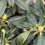 Pink Rhododendron Live Plant Shrubs - Fragrant Azalea Bush Ready to Plant Outdoor
