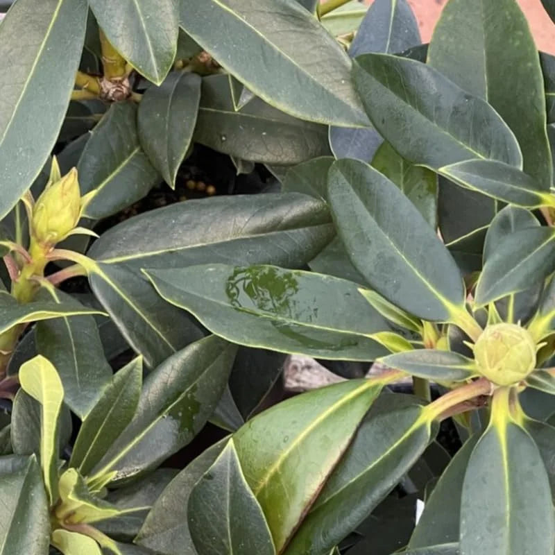 Pink Rhododendron Live Plant Shrubs - Fragrant Azalea Bush Ready to Plant Outdoor