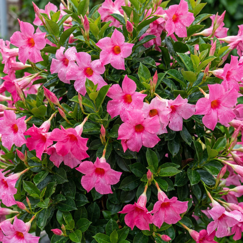 2 Pink Dipladenia Bushes Flower Plants, Pink Flowering Plants, 4-8 Inches, Outdoor Growing